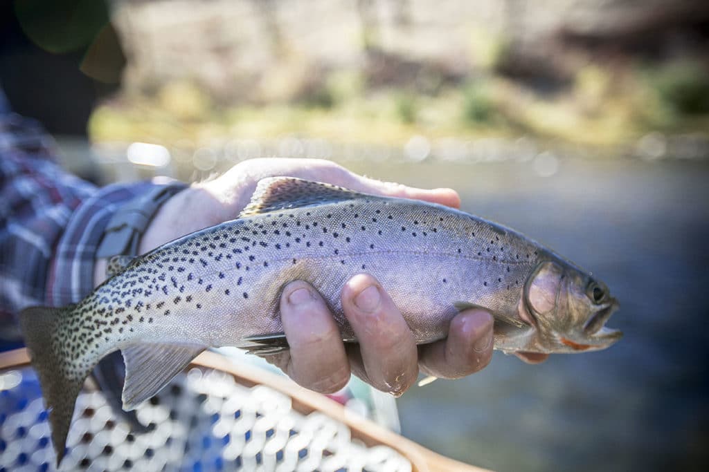 fall fly fishing idaho