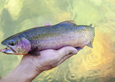 Fly Fishing Middle Fork Salmon River, Fishing Trips in Idaho