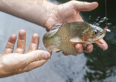 Middle Fork Salmon River, Salmon River Fly Fishing