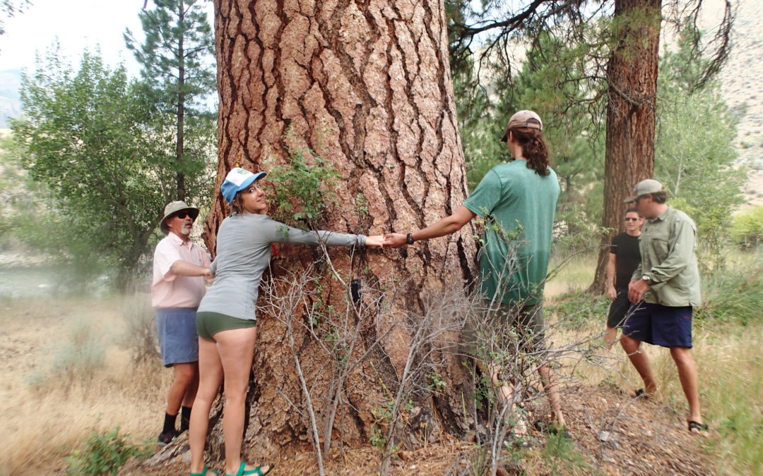 Ponderosas of the Middle Fork