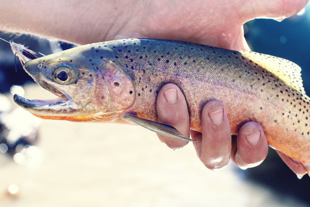 native westslope cutthroat trout