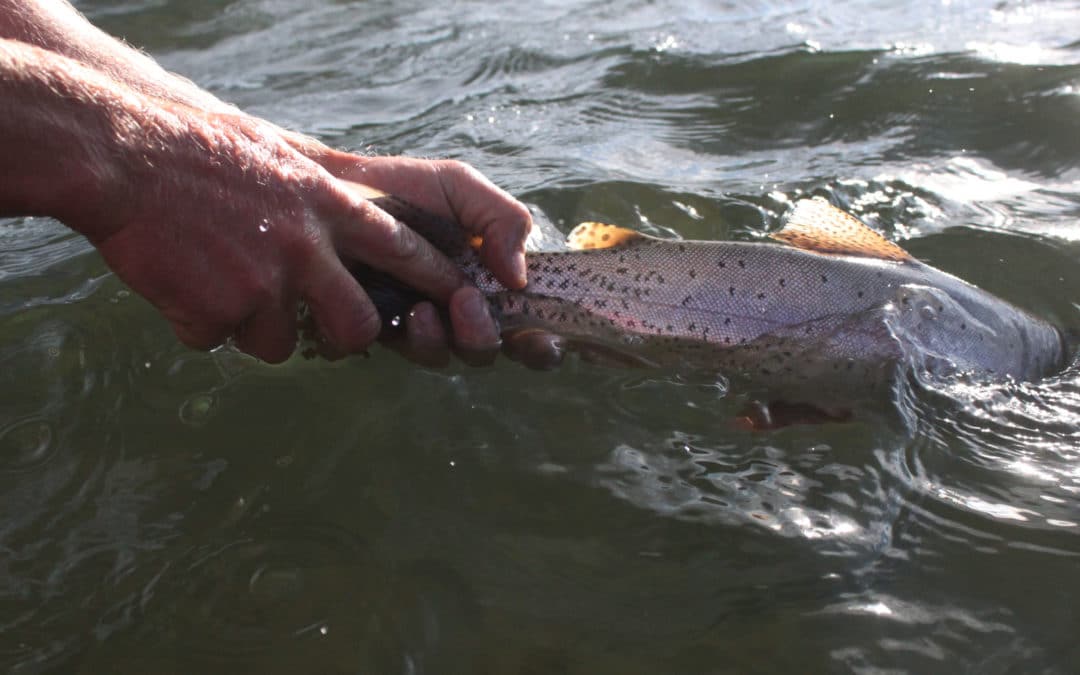 Top 3 Fly Fishing Rivers in Idaho