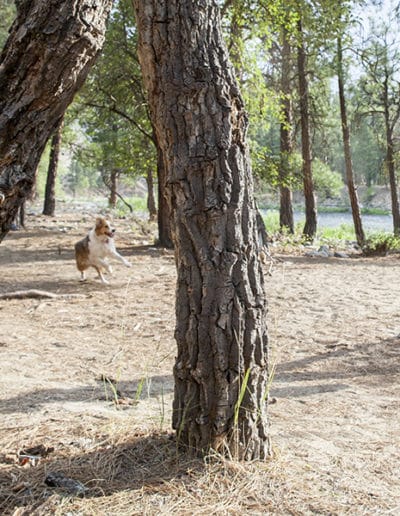 Middle Fork weather forecast