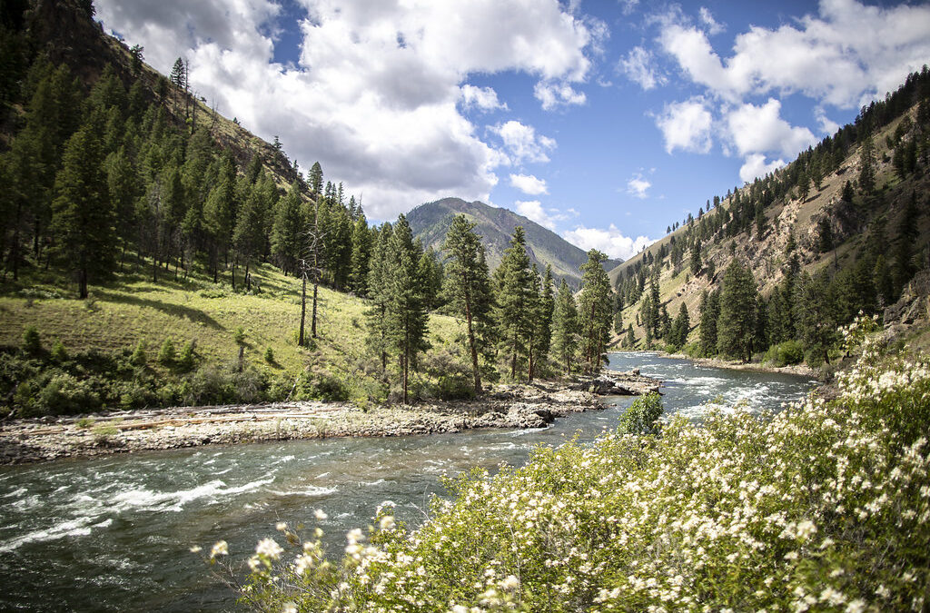 green hillsides and wildflowers make spring the best time to raft the salmon river