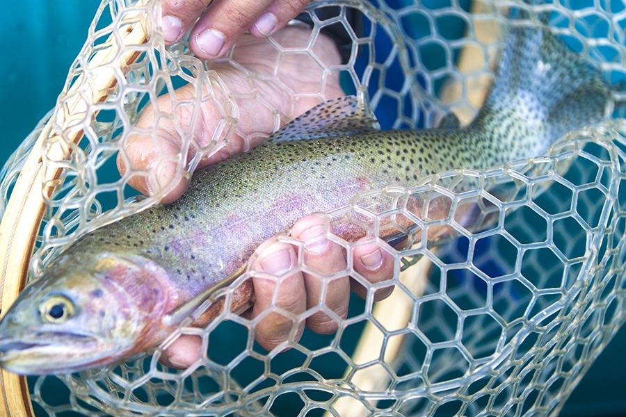 cutthroat trout idaho