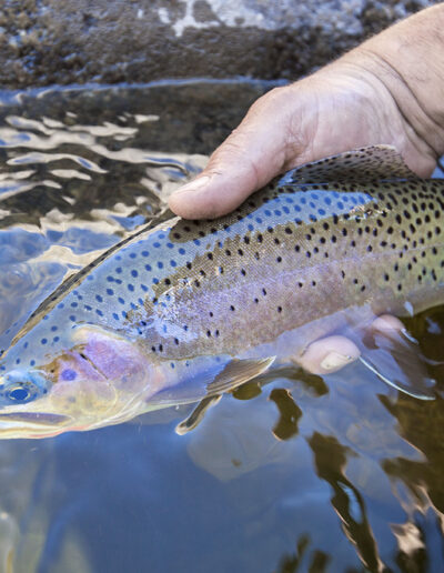 releasing a fish on a middle fork salmon river fly fishing trip