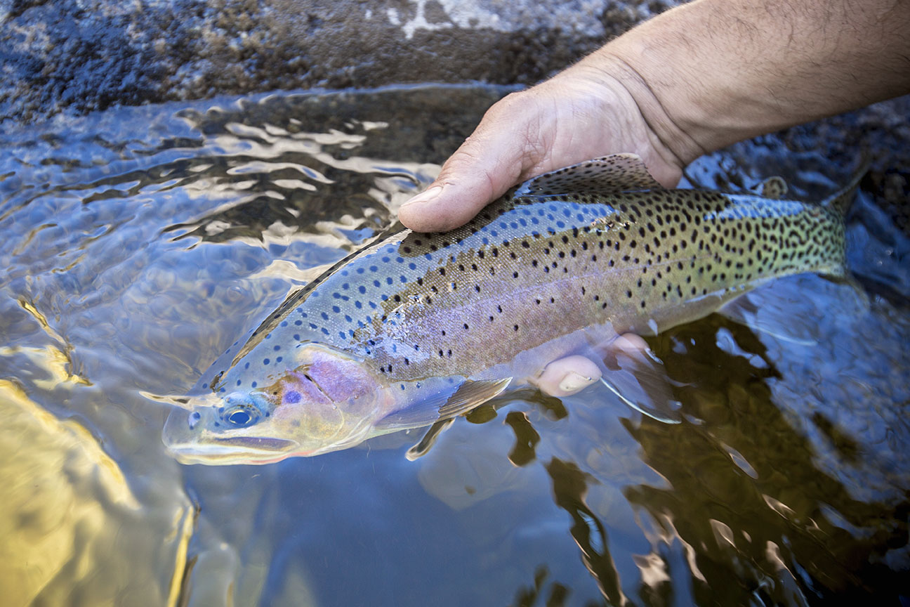 Trout Fishing In America - Why I Pack My Lunch - Ouvir Música