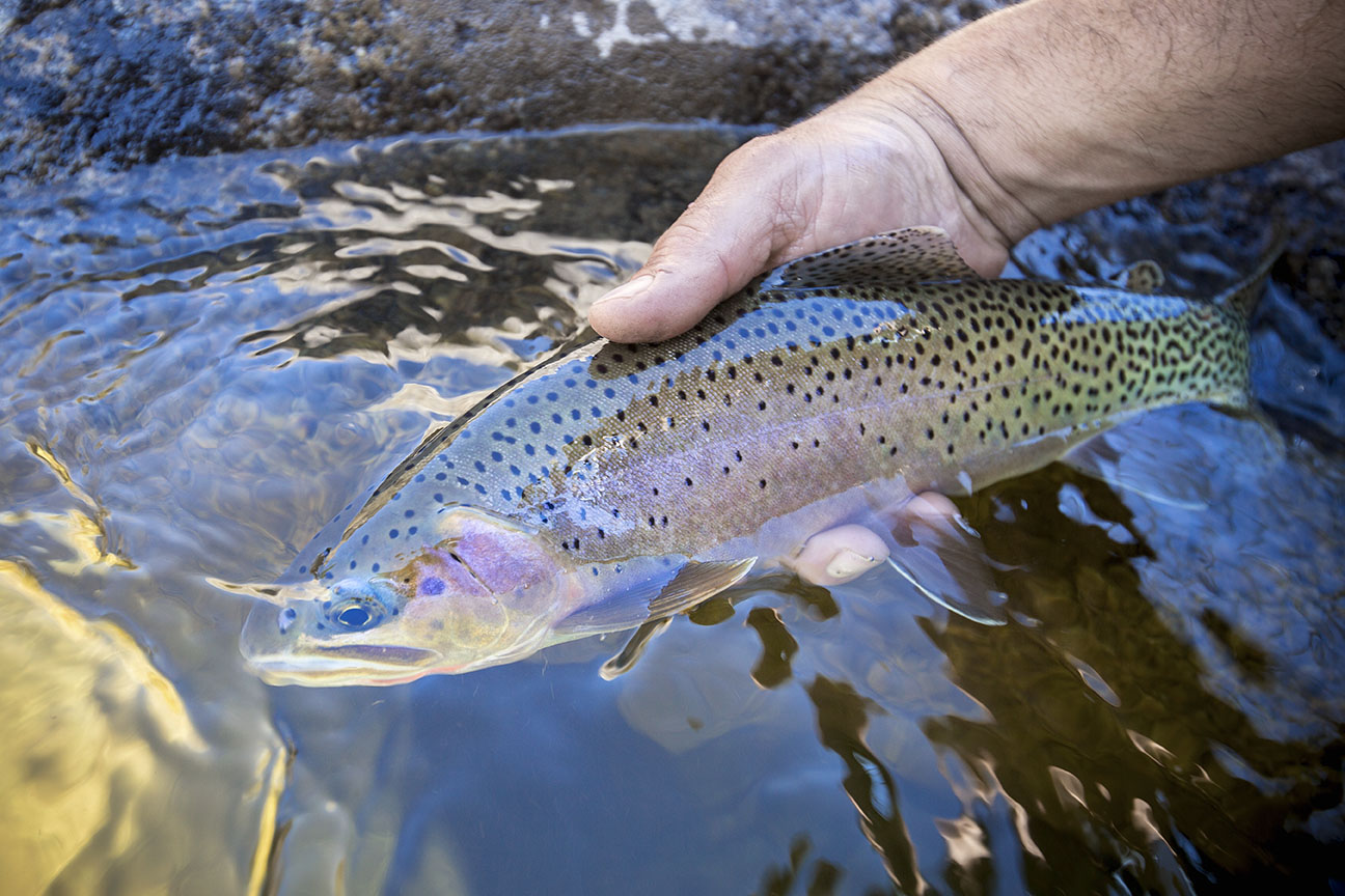 releasing a fish on a middle fork salmon river fly fishing trip