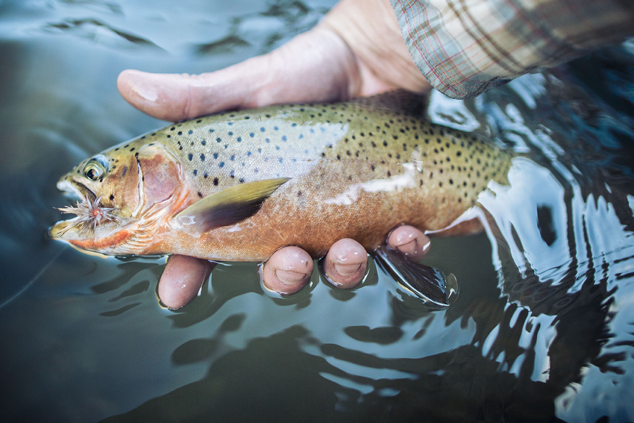 Westslope cutthroat trout caught on a middle fork salmon river fly fishing trip