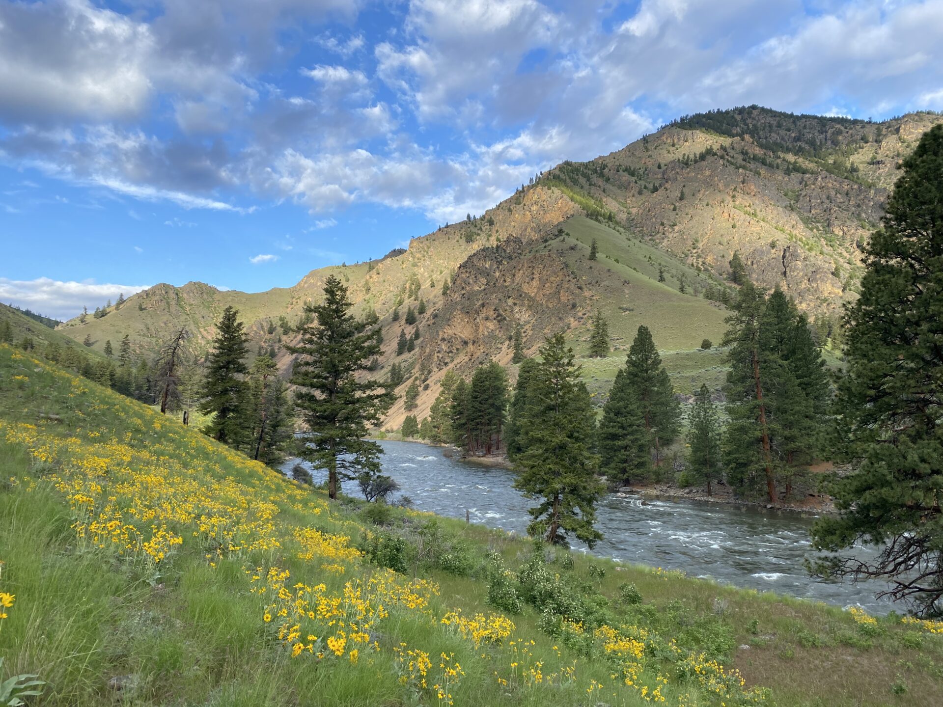 Verdant green hillsides in the spring on the Middle Fork of the Salmon