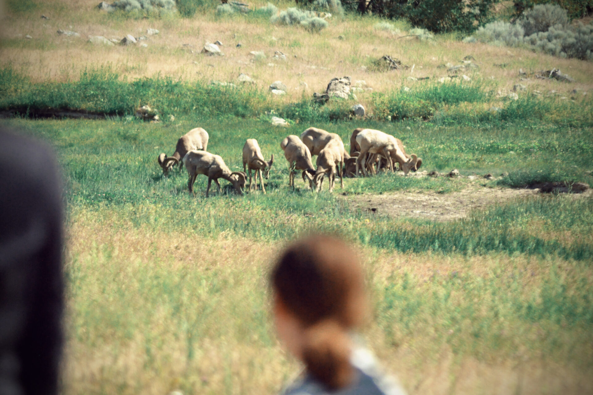 bighorn sheep grazing in the grass next to the middle fork salmon river in the heart of the frank church river of no return wilderness area