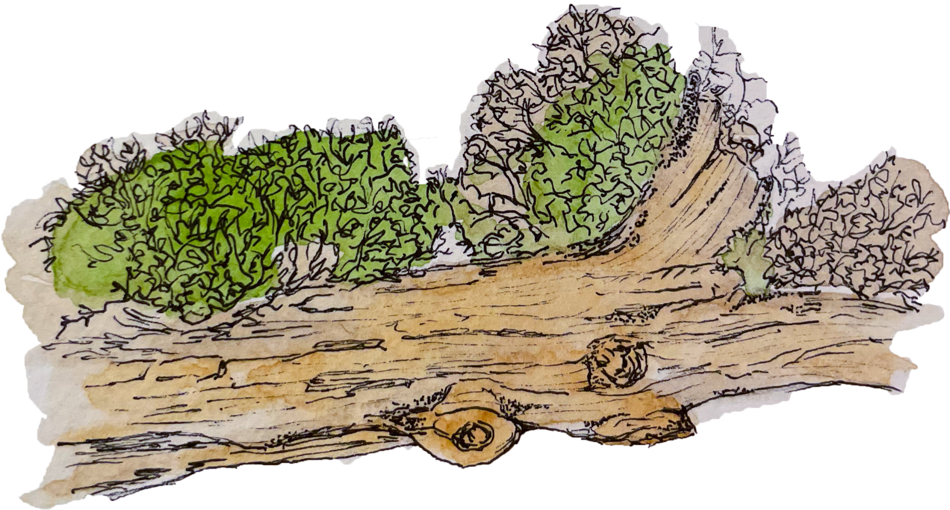 watercolor of a log on the Middle Fork of the Salmon River