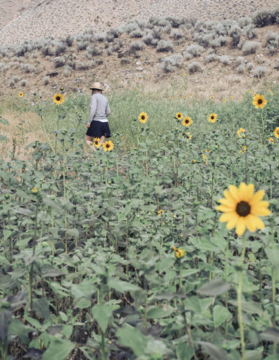 strolling through a field of sunflowers