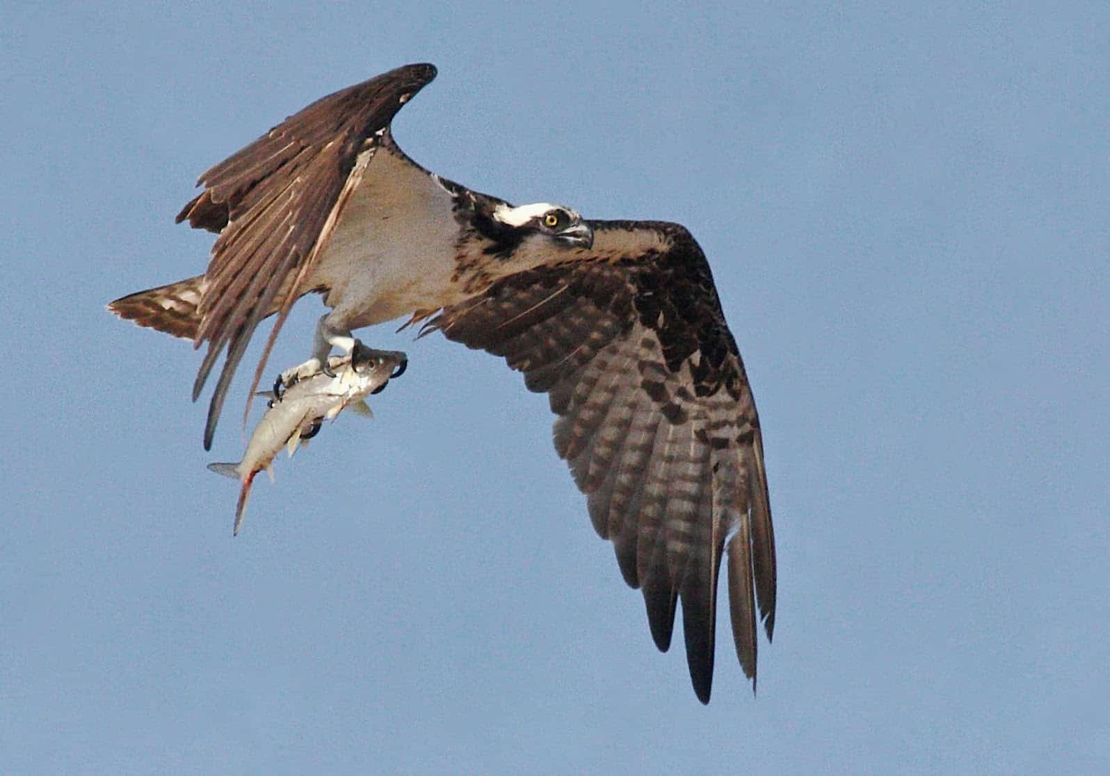 Osprey carrying a fish in it's claws