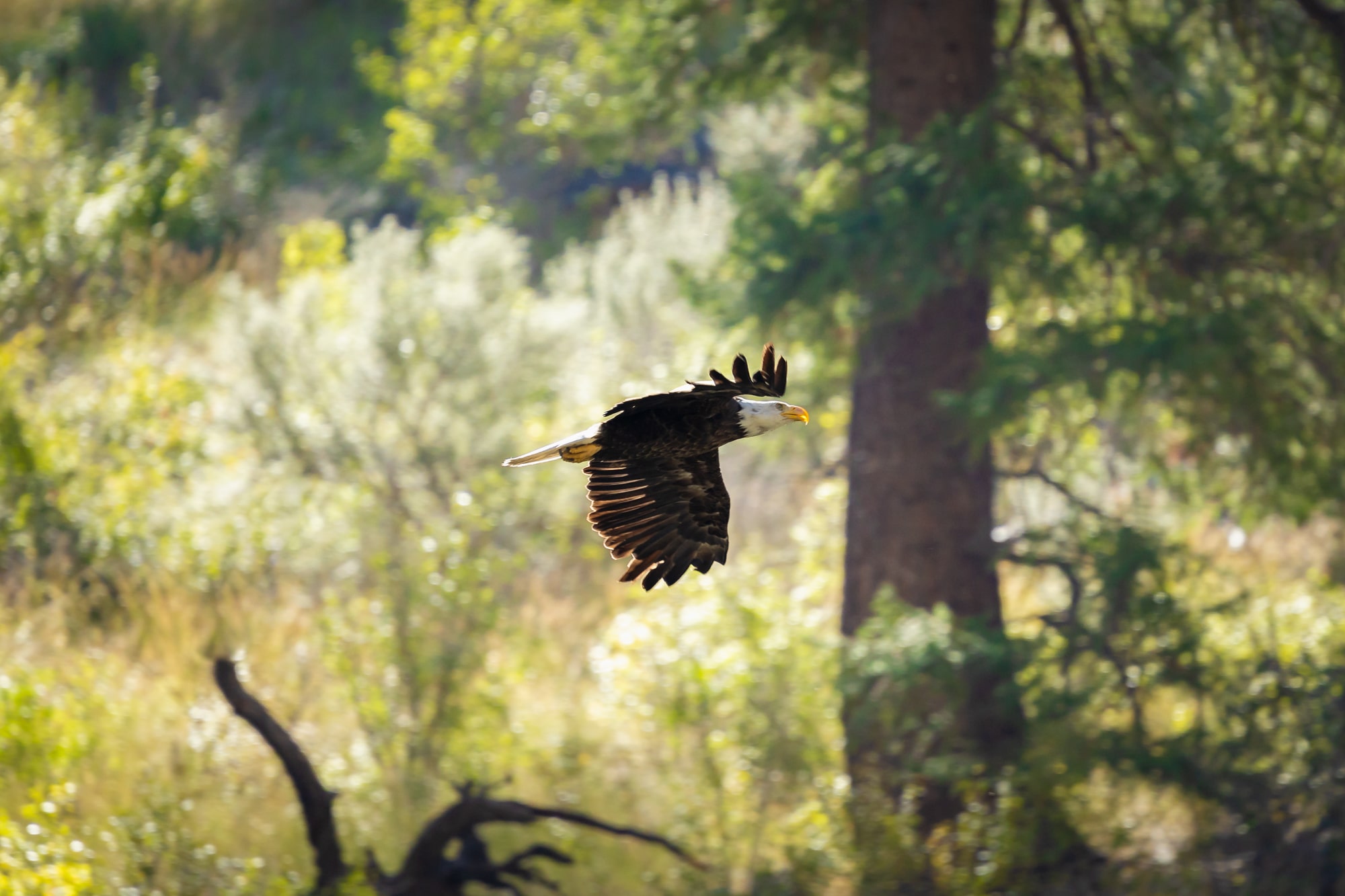 bald eagle soaring on the Middle Fork