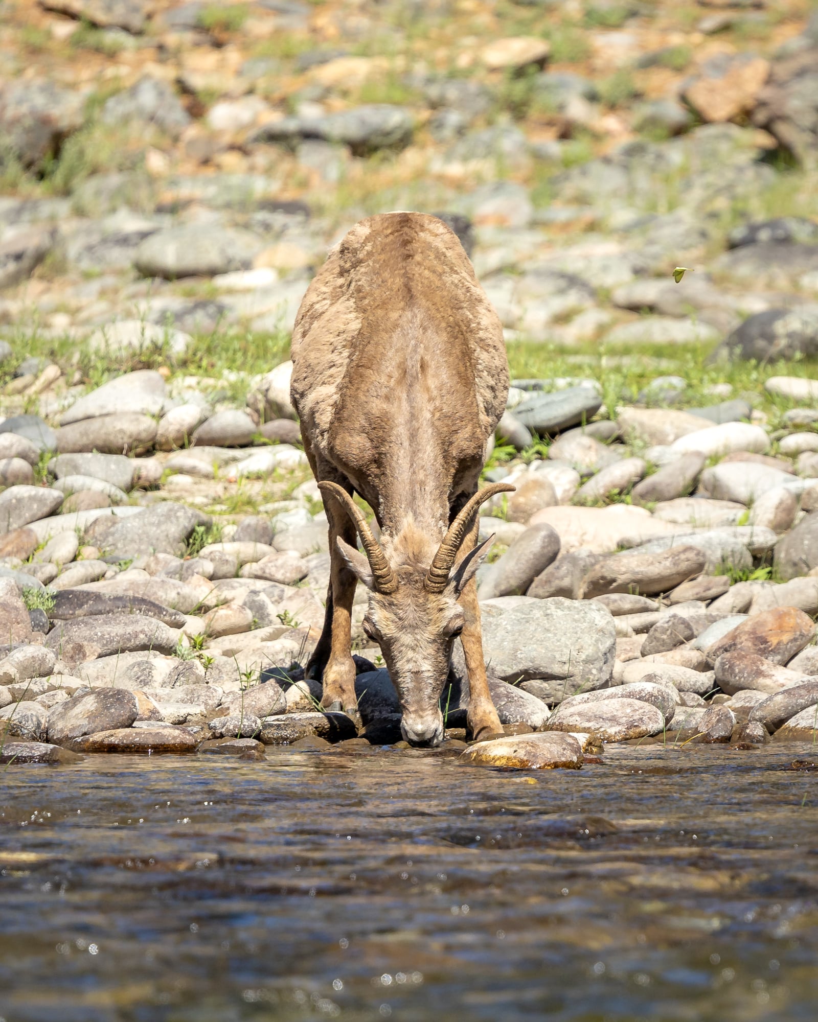 big horn sheep riverside on the Middle Fork
