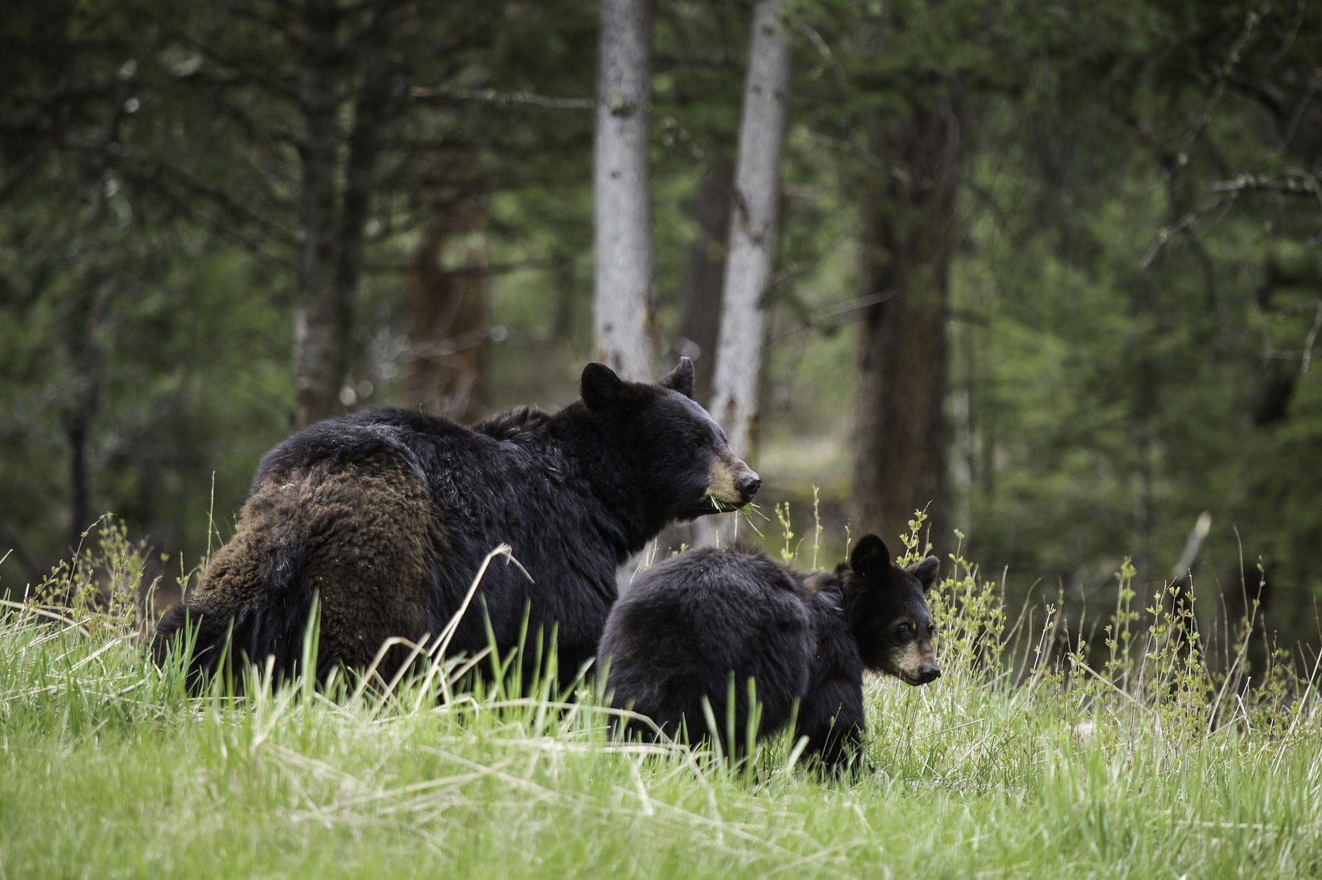 black bear and cub on the middle fork of the salmon river