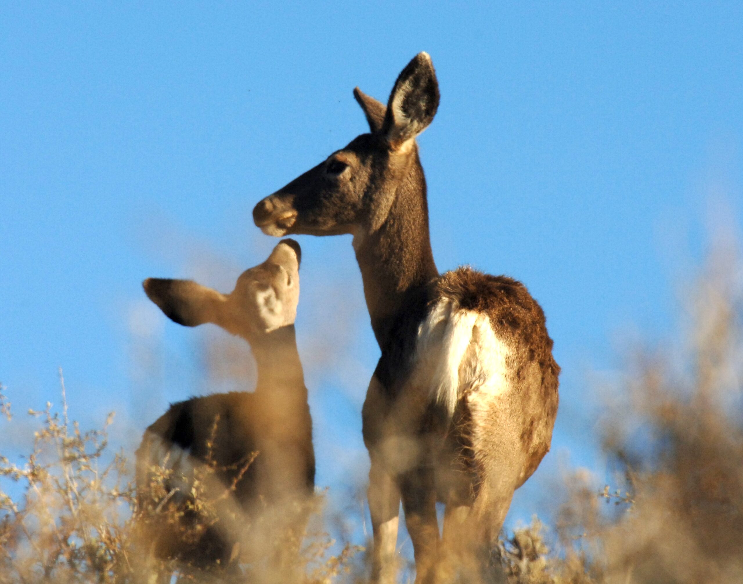 doe and fawn mule deer
