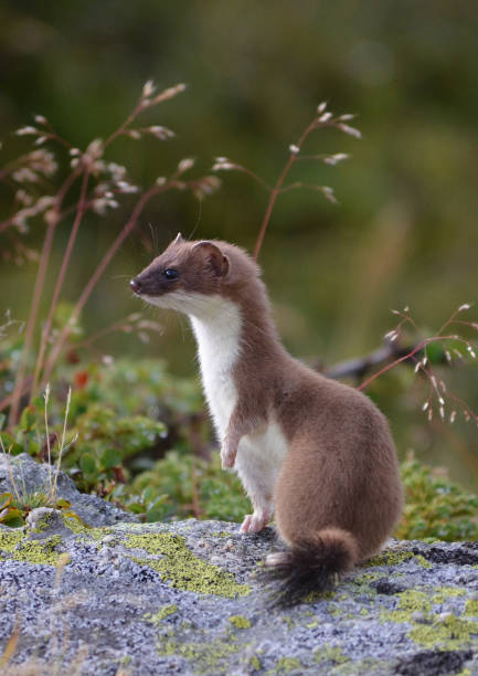 a superb ermine standing on a rock before disappearing in a few seconds