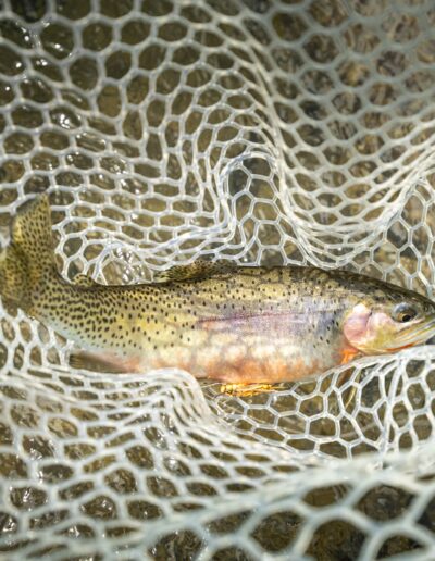 trout