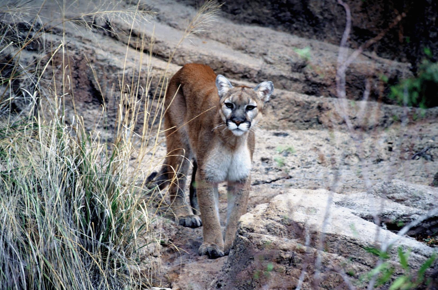mountain lion staring at the camera