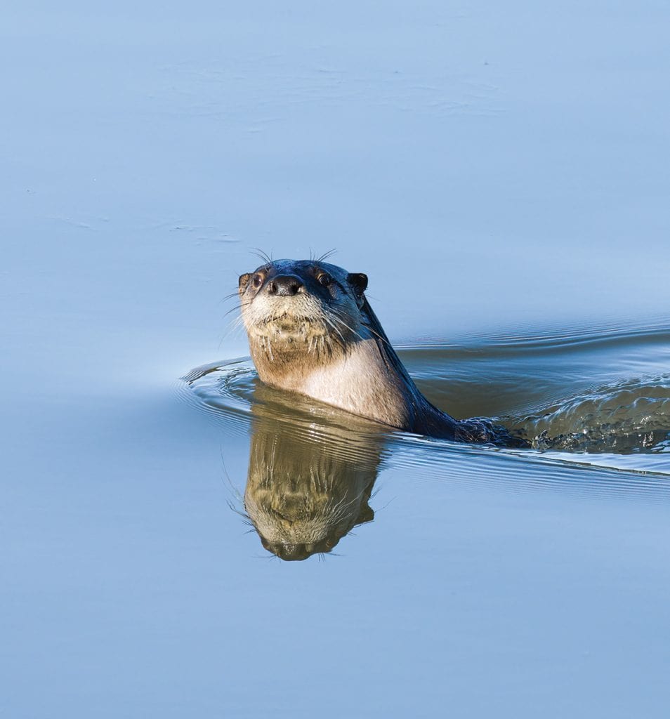 river otter poking it's head out of the water
