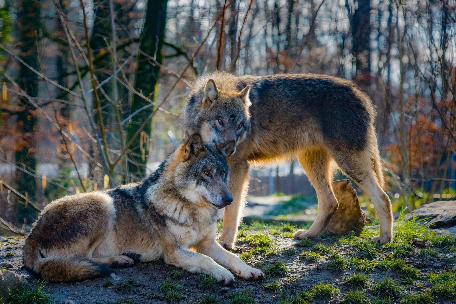 two wolves in the forest