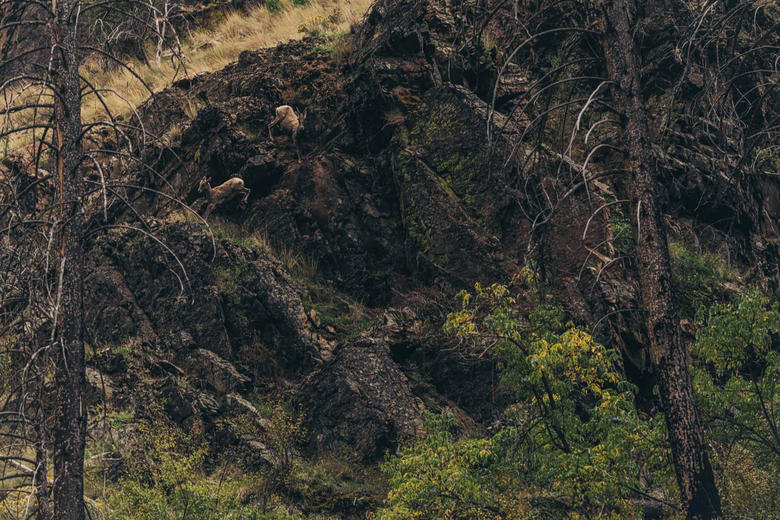 Big Horn Sheep leaping down a cliff face. 