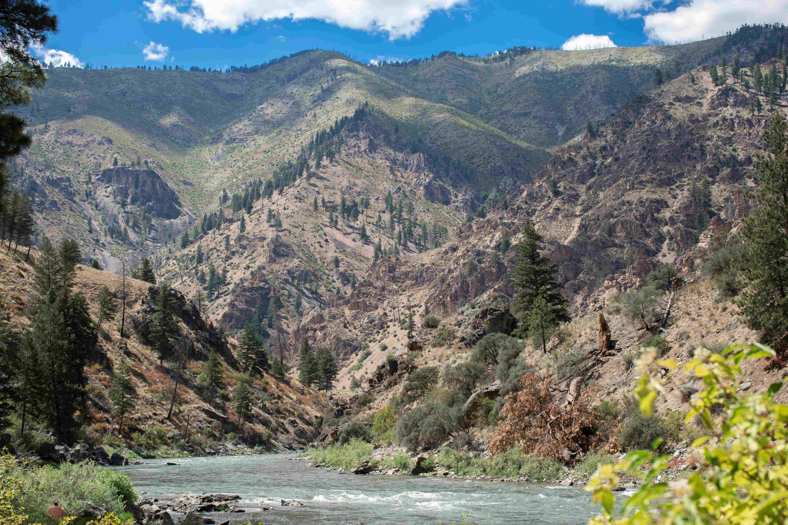 Looking at the pink granite cliffs and tall pine trees above the Middle Fork of the Salmon River.