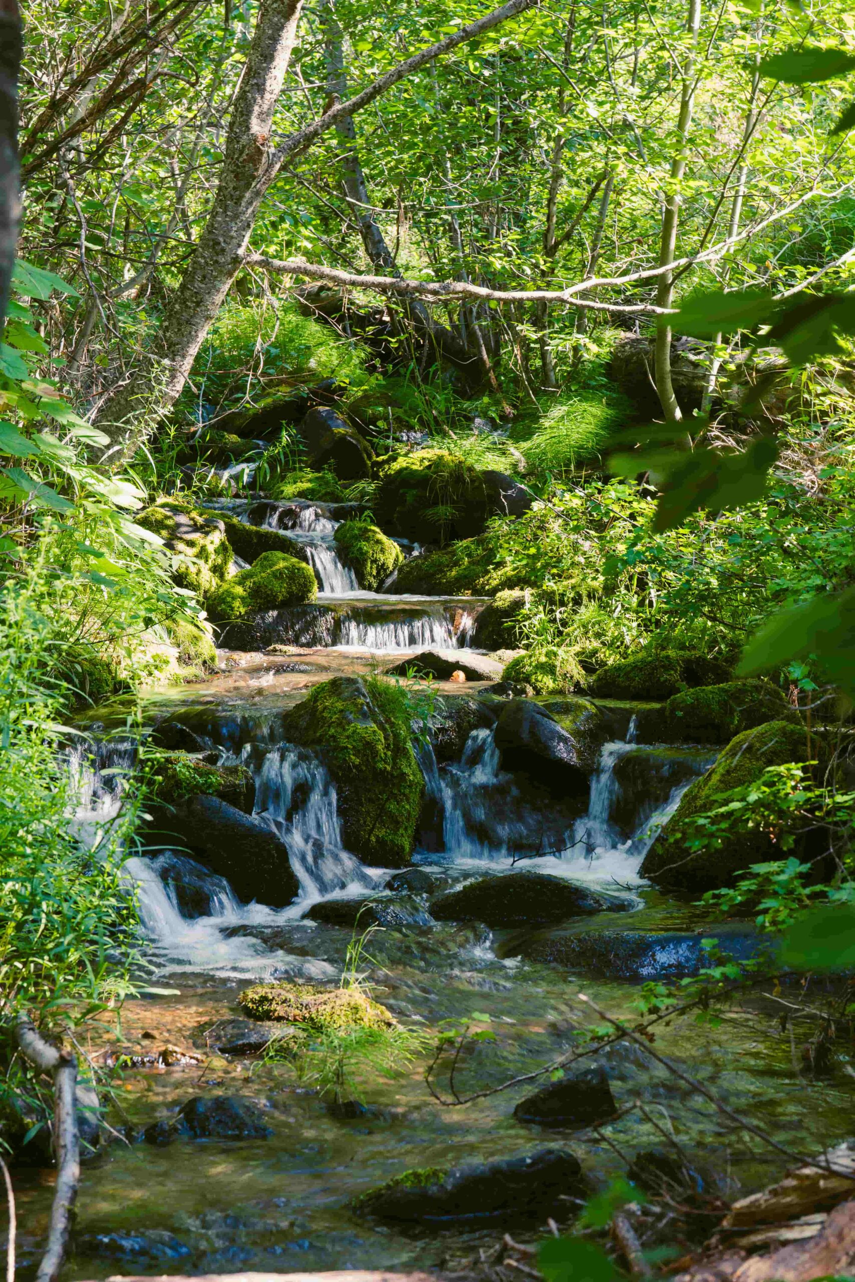 Pungo creek flowing over stones lined with moss and surrounded by greenery.