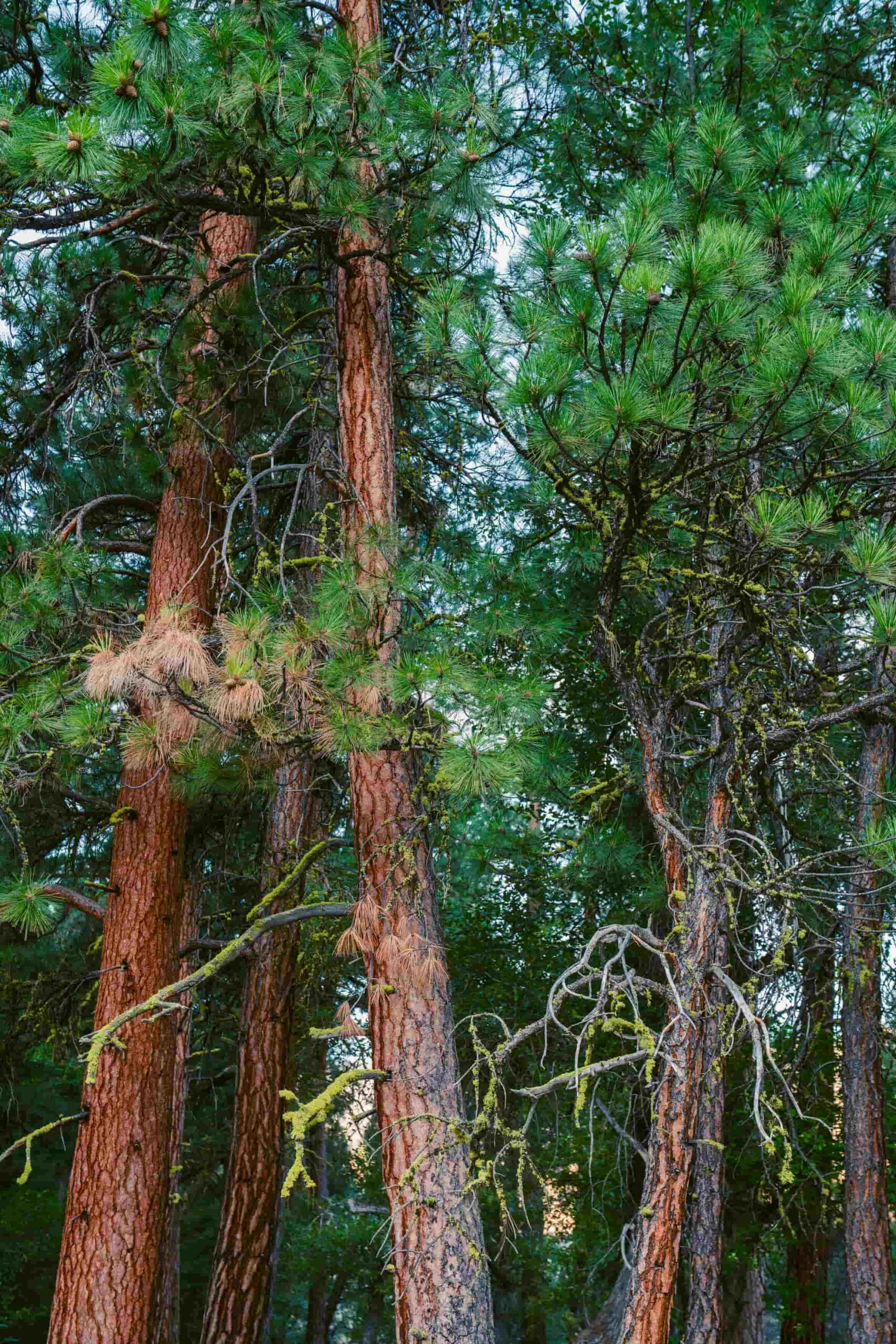 Ponderosa pines, orange and green in color, standing alongside each other.