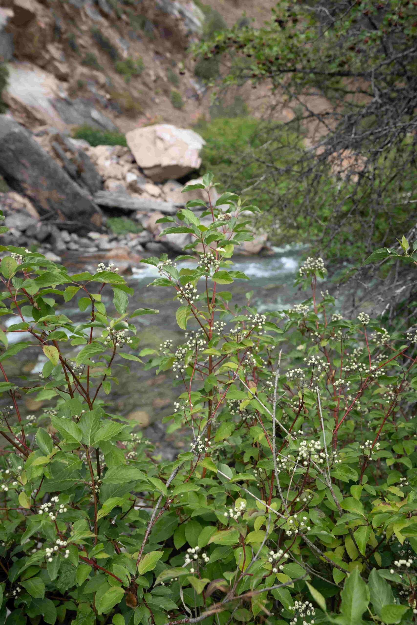 Budding foliage along a creek. 
