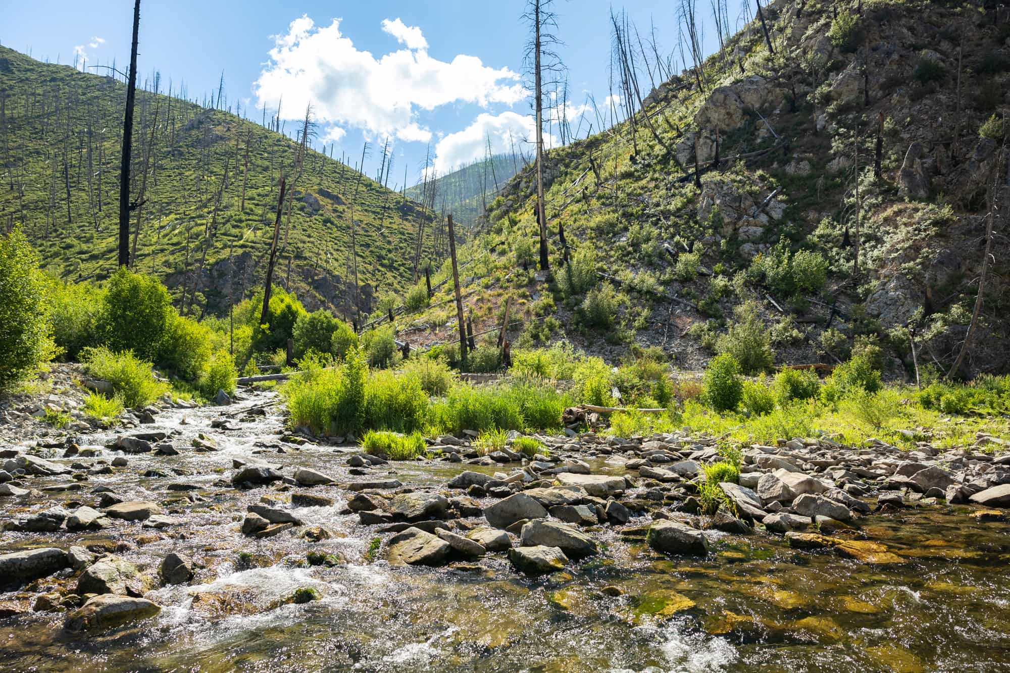 Hiking the middle fork trail often takes you through old burn areas, where dead tree snags and new spalings intermix. 