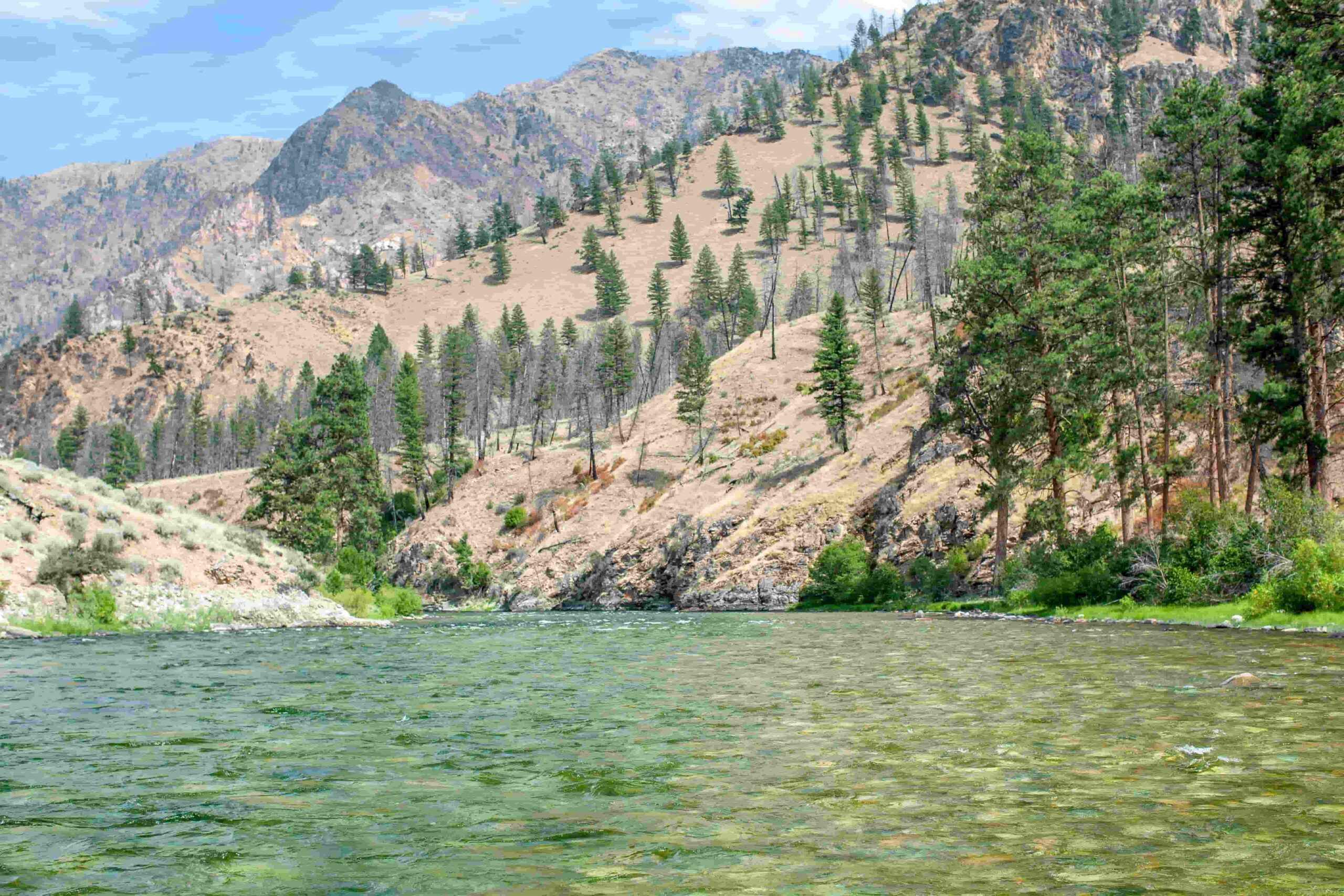 Looking down a clear and shallow river with mountains and trees in the background. 